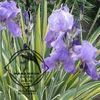 iris zebra aure.varieg 5