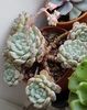 Echeveria Cuspidata Zaragoza