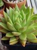 Echeveria agavoides