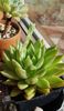 Echeveria agavoides