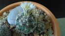 Craciun 2020 - Mammillaria coahuilensis ssp. albiarmata (Schwartzii)