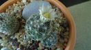 Craciun 2020 - Mammillaria coahuilensis ssp. albiarmata (Schwartzii)
