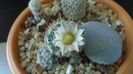 Craciun 2020 - Mammillaria coahuilensis ssp. albiarmata (Schwartzii)