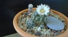 Craciun 2020 - Mammillaria coahuilensis ssp. albiarmata (Schwartzii)