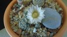 Craciun 2020 - Mammillaria coahuilensis ssp. albiarmata (Schwartzii)