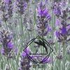 lavanda argintie silver mist)