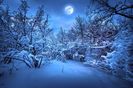 depositphotos_8753617-stock-photo-moonlight-night-in-winter-wood