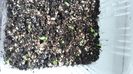 Streptocarpus din semințe