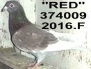 2016.374009.2016.f red - Copy (3)