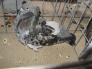 chowl 1
