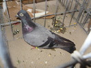 egri 2