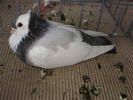 felegyhaza m 1