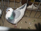 felegyhaza n 1