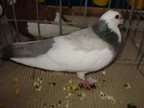 felegyhaza n 3