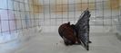 IMG-20210102-WA0061
