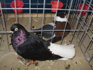 negru ca 1