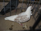 ogowl 1