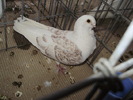 ogowl 2