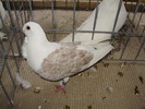 ogowl 3