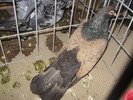 orbetean 4