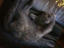Mimi