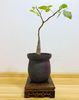 Bursera hindsiana