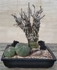 Fouquieria macdougalii