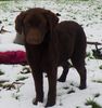 Labrador Retriever ciocolatiu