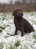 Labrador Retriever  ciocolatiu