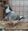 IMG-20201120-WA0017-1