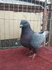 IMG-20201214-WA0031