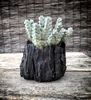 Crassula deceptor