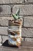 Sansevieria pinguicula