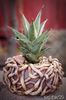 Sansevieria pinguicula