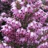 erica-darleyensis-spring-surprise-ld-wallygrom-7840-1