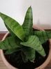 Sansevieria hahnii mini