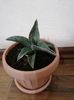 Sansevieria robusta