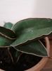 Sansevieria ehrenbergii samurai