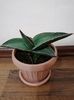 Sansevieria ehrenbergii samurai