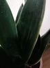 Sansevieria Diamond flame