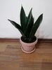 Sansevieria Diamond flame