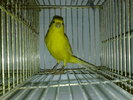 canari--2010 024