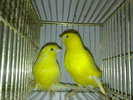 canari--2010 025