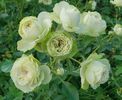 Lovely Green (Tufa) 50