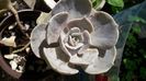 echveria