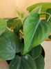 Philodendron Scadens