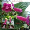 KOHLERIA PENDULINA