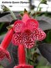 KOHLERIA QUEEN OLIMPUS