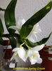 Dendrobium Spring Dream(9-02-2021)