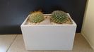 Grup de 2 Mammillaria